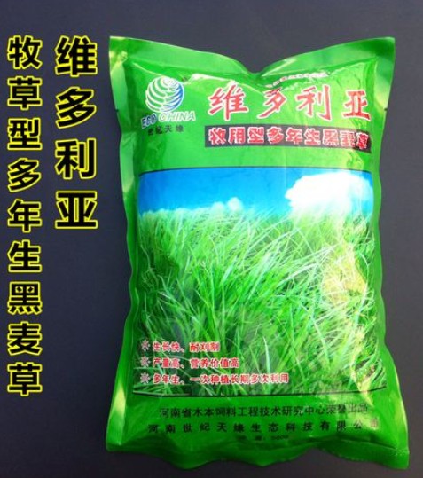 維多利亞多年生黑麥草---優質飼草、公園、庭園及小型綠地、高速護坡、河道護坡牧草